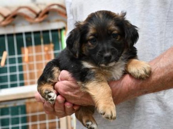 Möchten Sie Pino adoptieren?