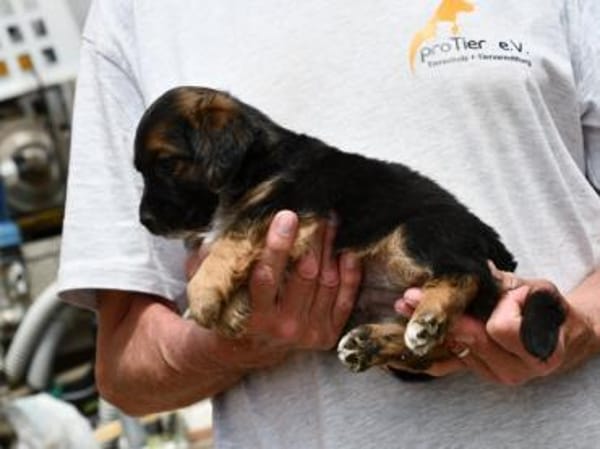 Möchten Sie Pino adoptieren?
