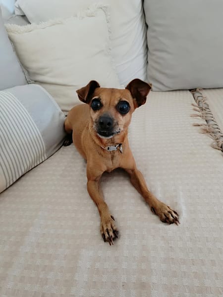 Roxy la coquine