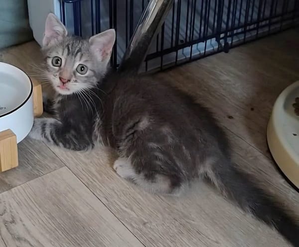 MONONOKE PETITE DE ISKA À ADOPTER EN DUO AVEC CHIHIRO/ARRIETY/KANTO