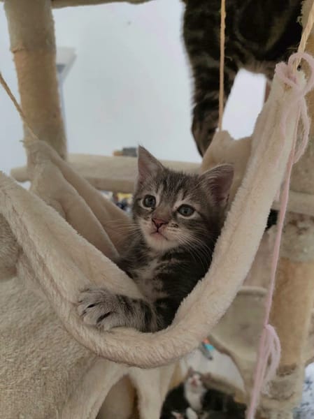 MONONOKE PETITE DE ISKA À ADOPTER EN DUO AVEC CHIHIRO/ARRIETY/KANTO
