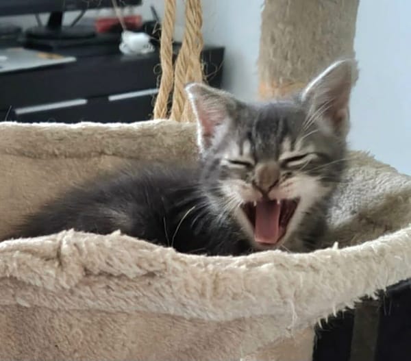 MONONOKE PETITE DE ISKA À ADOPTER EN DUO AVEC CHIHIRO/ARRIETY/KANTO