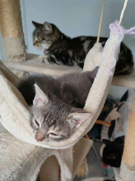 MONONOKE PETITE DE ISKA À ADOPTER EN DUO AVEC CHIHIRO/ARRIETY/KANTO