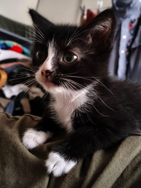 CHIHIRO PETITE DE ISKA À ADOPTER EN DUO AVEC MONONOKE/ARRIETY/KANTO OU SEUL SI DÉJÀ UN CHAT PRÉSENT CHEZ VOUS