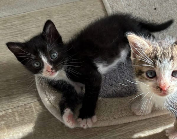 CHIHIRO PETITE DE ISKA À ADOPTER EN DUO AVEC MONONOKE/ARRIETY/KANTO OU SEUL SI DÉJÀ UN CHAT PRÉSENT CHEZ VOUS