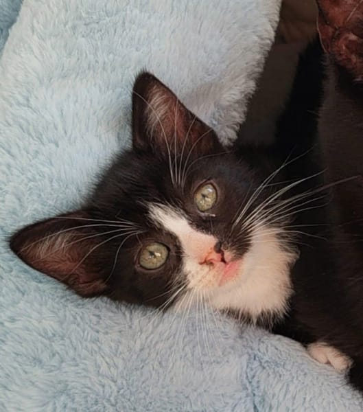 CHIHIRO PETITE DE ISKA À ADOPTER EN DUO AVEC MONONOKE/ARRIETY/KANTO OU SEUL SI DÉJÀ UN CHAT PRÉSENT CHEZ VOUS