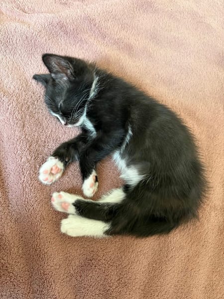CHIHIRO PETITE DE ISKA À ADOPTER EN DUO AVEC MONONOKE/ARRIETY/KANTO OU SEUL SI DÉJÀ UN CHAT PRÉSENT CHEZ VOUS