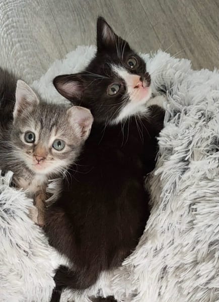 CHIHIRO PETITE DE ISKA À ADOPTER EN DUO AVEC MONONOKE/ARRIETY/KANTO OU SEUL SI DÉJÀ UN CHAT PRÉSENT CHEZ VOUS