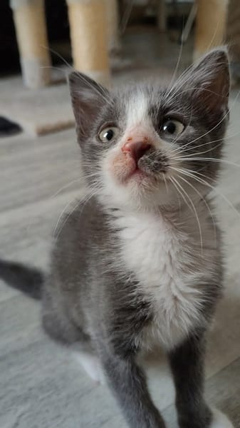 ARRIETY PETITE DE ISKA À ADOPTER EN DUO AVEC MONONOKE/CHIHIRO/KANTO OU SEUL SI DÉJÀ UN CHAT PRÉSENT CHEZ VOUS