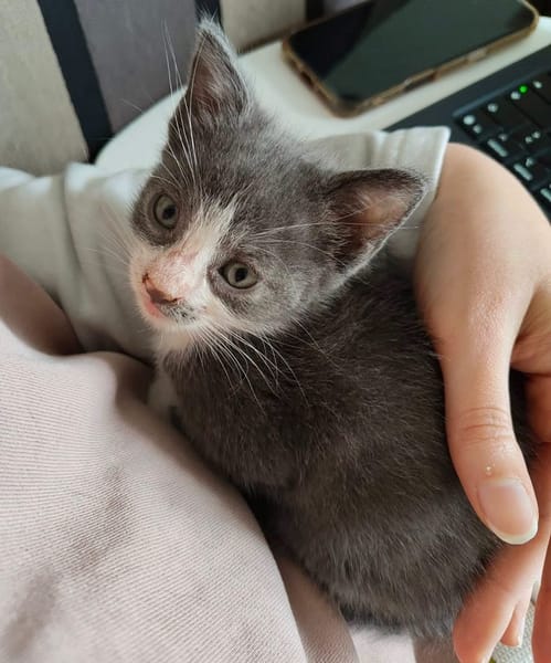 ARRIETY PETITE DE ISKA À ADOPTER EN DUO AVEC MONONOKE/CHIHIRO/KANTO OU SEUL SI DÉJÀ UN CHAT PRÉSENT CHEZ VOUS