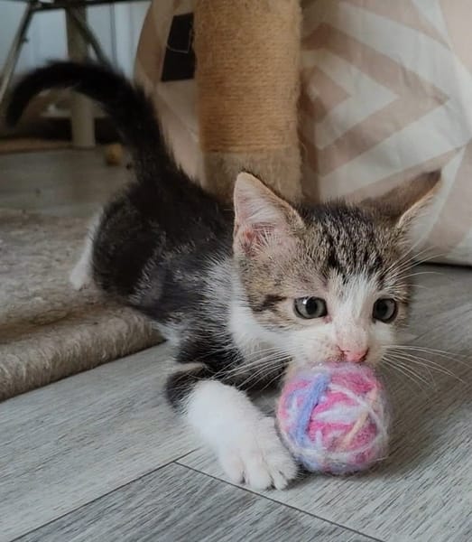 KANTO PETIT DE ISKA À ADOPER EN DUO AVEC SES SŒURS OU SEUL SI DÉJÀ UN CHAT PRÉSENT CHEZ VOUS