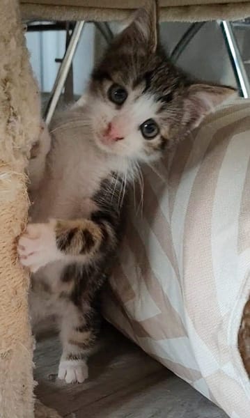 KANTO PETIT DE ISKA À ADOPER EN DUO AVEC SES SŒURS OU SEUL SI DÉJÀ UN CHAT PRÉSENT CHEZ VOUS