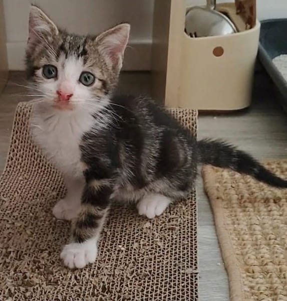 KANTO PETIT DE ISKA À ADOPER EN DUO AVEC SES SŒURS OU SEUL SI DÉJÀ UN CHAT PRÉSENT CHEZ VOUS
