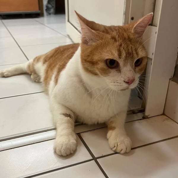 ✨️ MACHU ✨️ 🐱