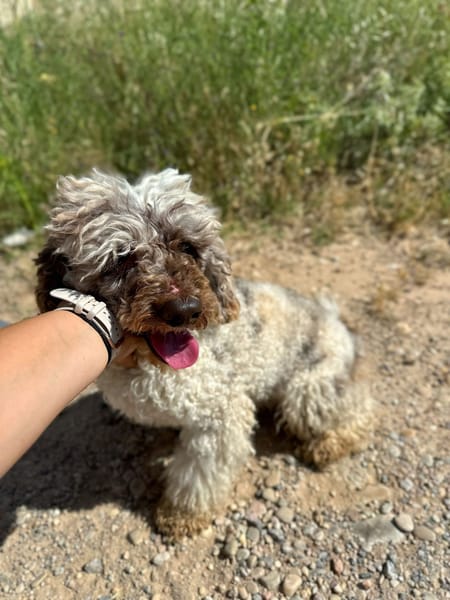 MOJO (ANIMALEA)
