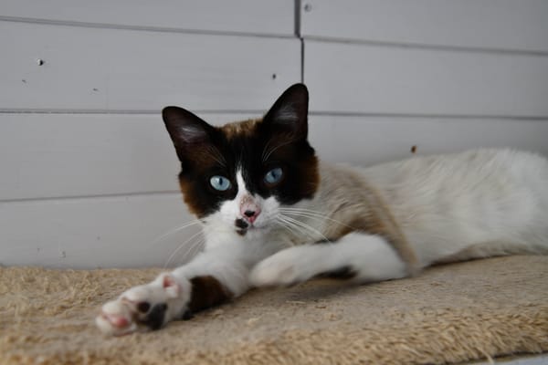 BOWIE