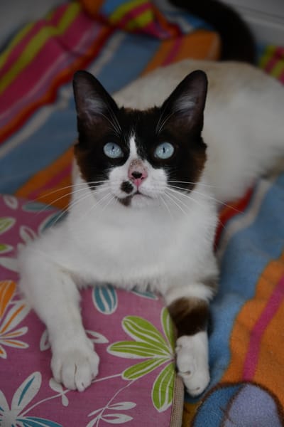 BOWIE