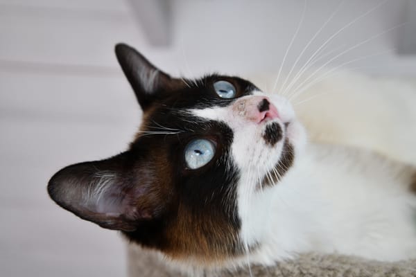 BOWIE