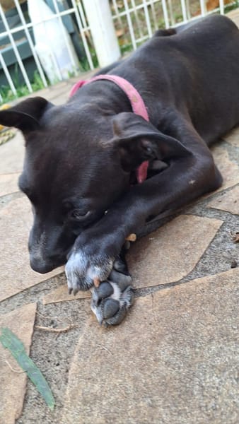 ARONA , chiot femelle Berger Créole  La mignonne !