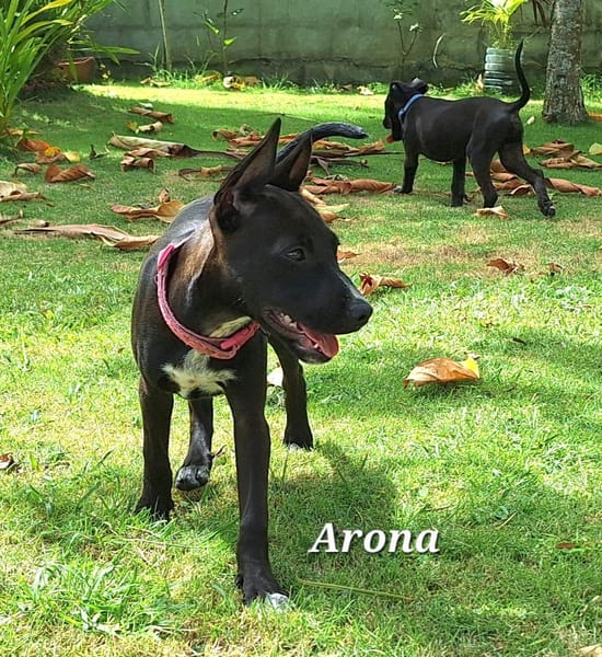 ARONA , chiot femelle Berger Créole  La mignonne !