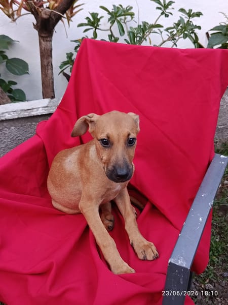 CODY, CHIOT MÂLE BERGER CRÉOLE
