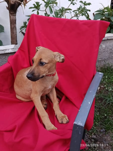 CODY, CHIOT MÂLE BERGER CRÉOLE