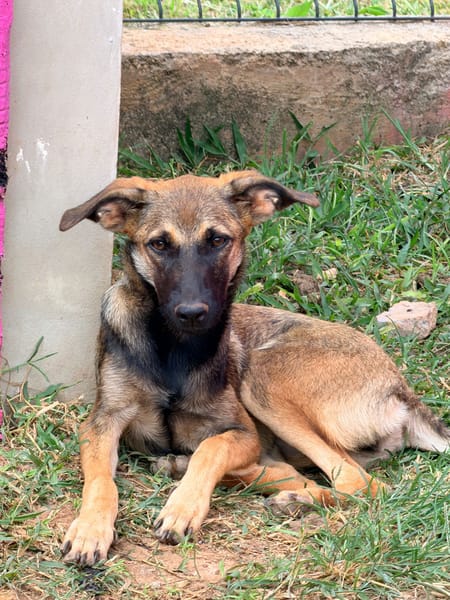 DAKOTA , chiot femelle Berger Créole  Le regard ravageur !