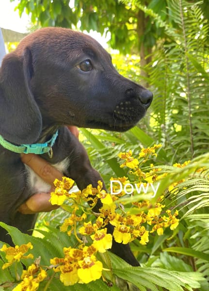 DOWY , chiot mâle Berger Créole  Le seul gars de la bande !