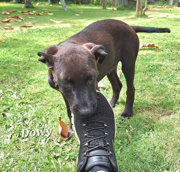 DOWY , chiot mâle Berger Créole  Le seul gars de la bande !