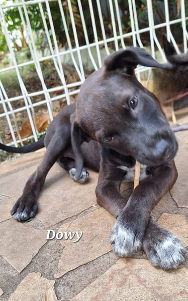 DOWY , chiot mâle Berger Créole  Le seul gars de la bande !