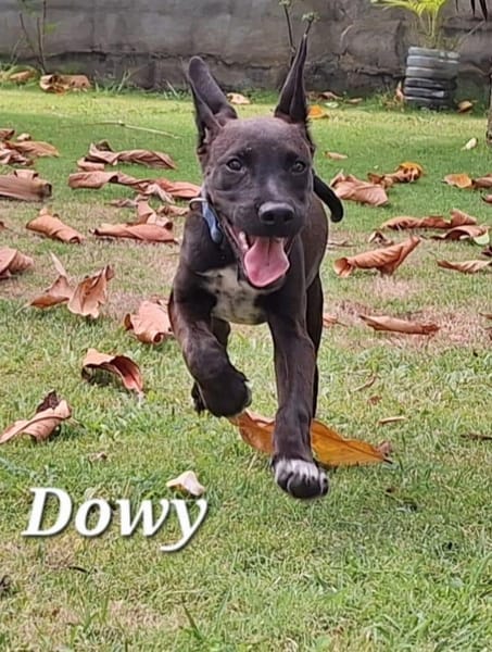 DOWY , chiot mâle Berger Créole  Le seul gars de la bande !