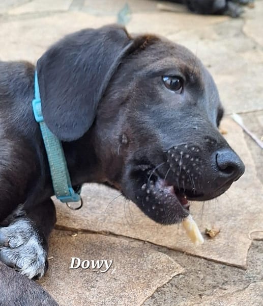 DOWY , chiot mâle Berger Créole  Le seul gars de la bande !