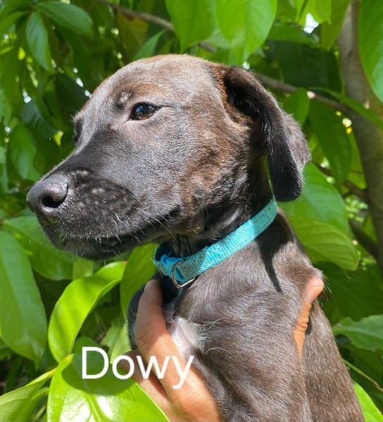 DOWY , chiot mâle Berger Créole  Le seul gars de la bande !