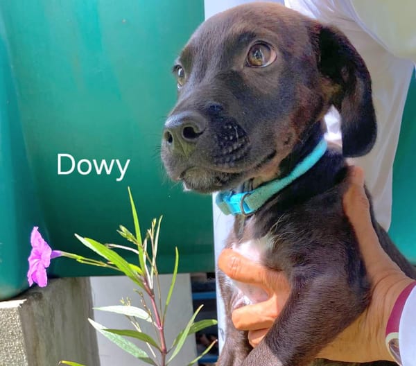 DOWY , chiot mâle Berger Créole  Le seul gars de la bande !