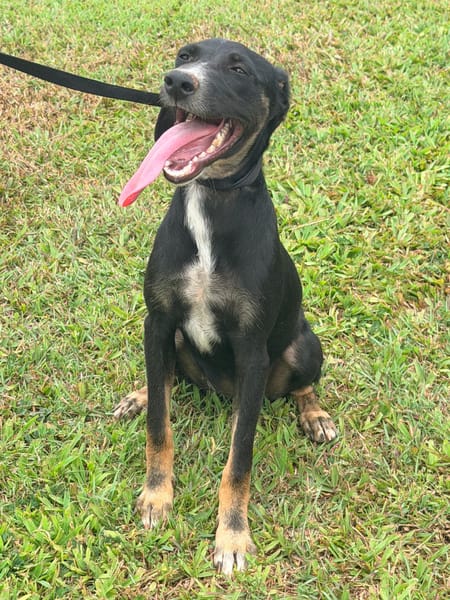 SHANIA chienne femelle Berger Créole  Adorable!