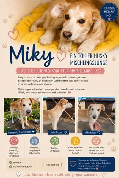 Miky sucht sein Zuhause