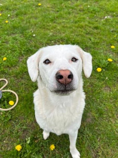 Sammy nach 10 Jahren abgegeben :'(