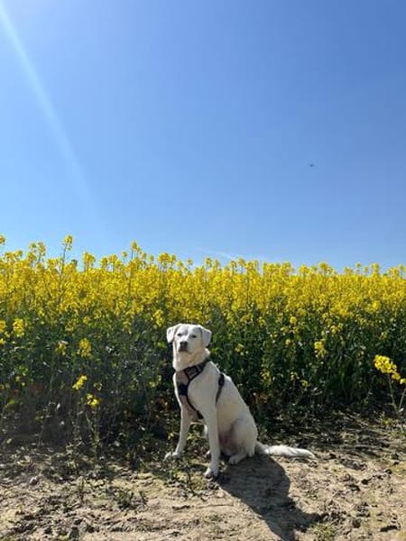 Sammy nach 10 Jahren abgegeben :'(
