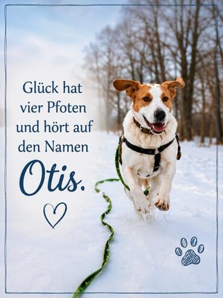 OTIS  EIN HERZ AUF VIER PFOTEN SUCHT SE
