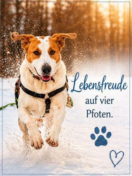 OTIS  EIN HERZ AUF VIER PFOTEN SUCHT SE