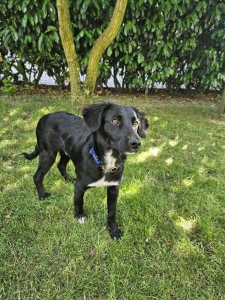 Rüde Bruno sucht ein Zuhause