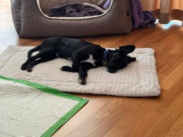 Rüde Bruno sucht ein Zuhause