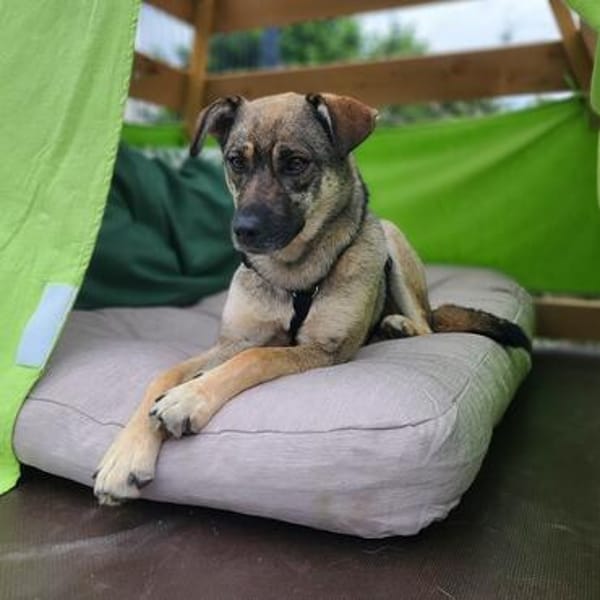 Rika -vorvermittelt-