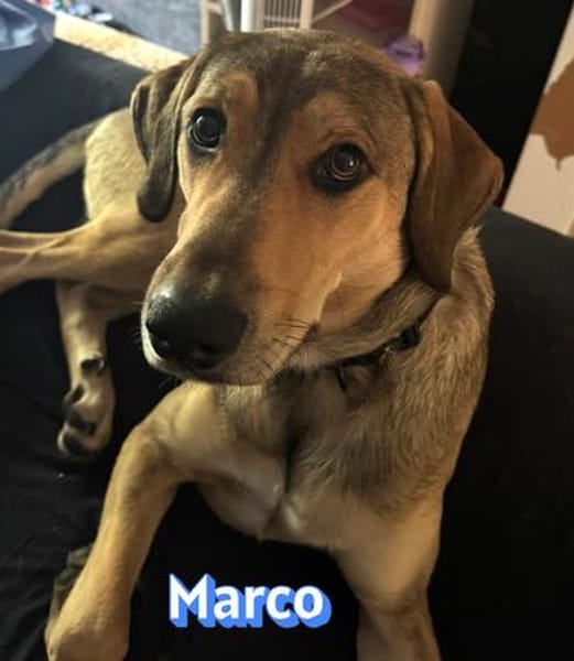 Marco - verschmust, aktiv, lernwillig