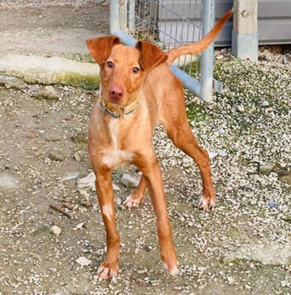 Freundlicher Zeus2 sucht seine Familie