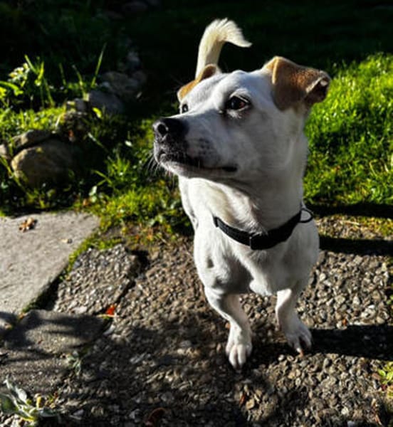 Menschenbezogene Bubi1 sucht Familie