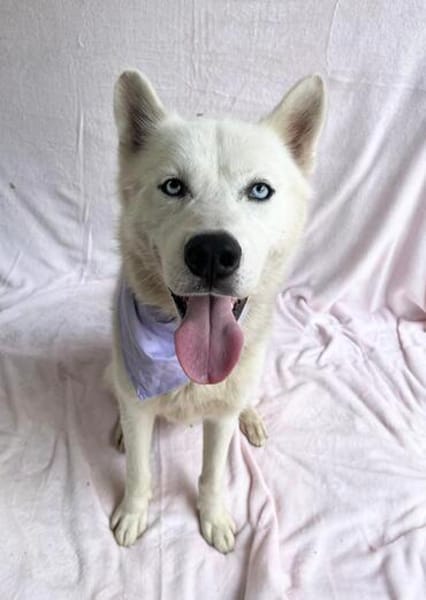 Remus Wunderschöner, besonderer Husky🧡