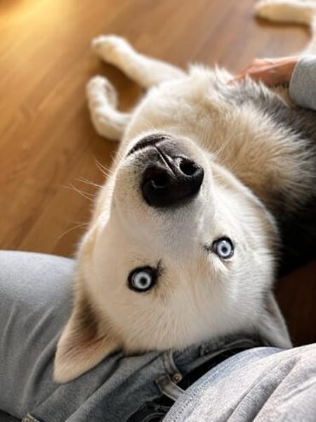 Remus Wunderschöner, besonderer Husky🧡