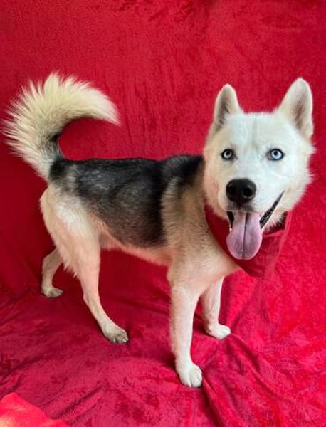 Remus Wunderschöner, besonderer Husky🧡