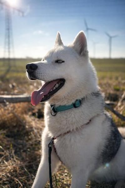 Remus Wunderschöner, besonderer Husky🧡